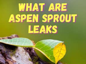 aspren sprout|Aspen